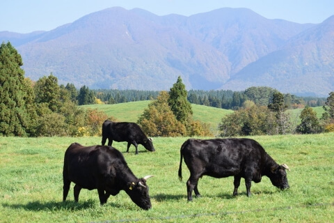 生産者・お肉の背景 